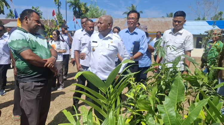 Gubernur Papua Barat Dorong Warga Tanam Gaharu untuk Sumber Penghasilan