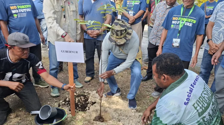 Gubernur Papua Barat Canangkan Gerakan Satu Juta Pohon Matoa