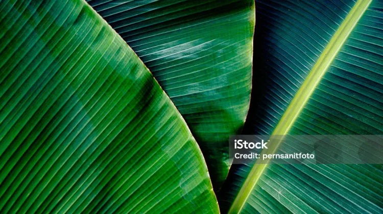 Manfaat Daun Pisang yang Jarang Diketahui Banyak Orang