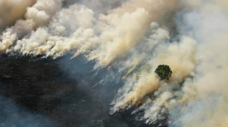 Tips Menjaga Hutan dari Kebakaran di Musim Kemarau