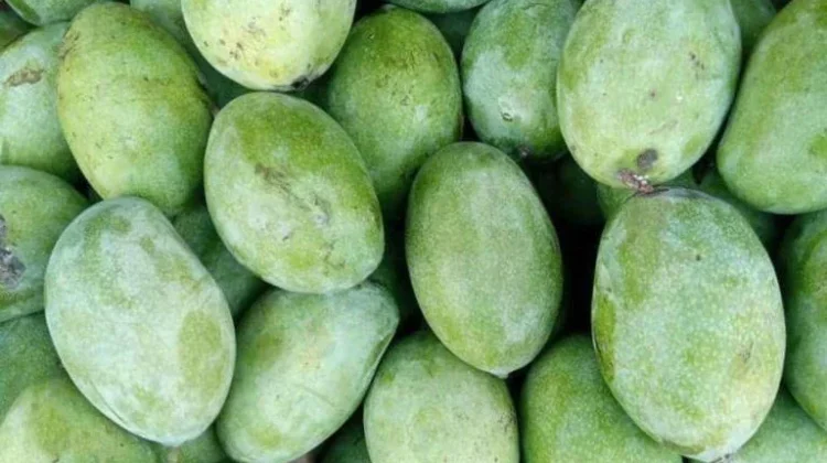 Kenali rasa dan teksturnya jenis mangga yang ada di Indonesia