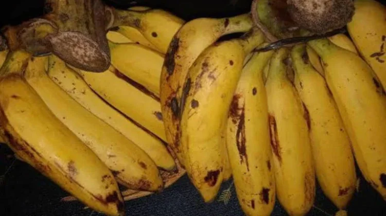 Beberapa Jenis Pisang dan Karakteristiknya