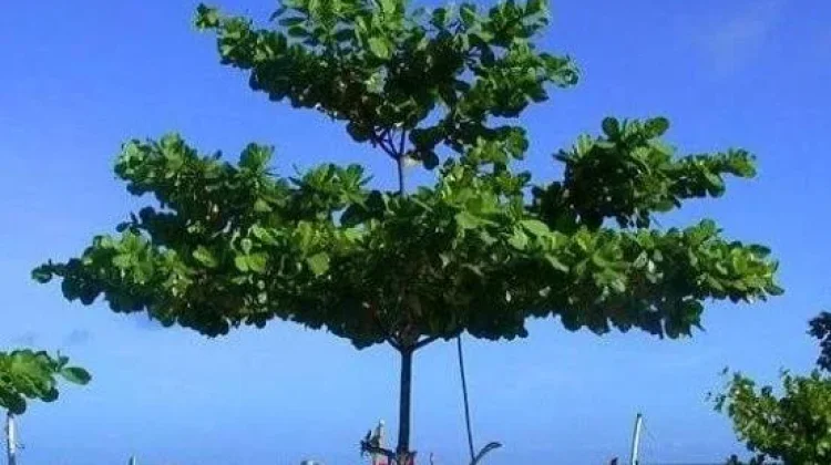 Ketapang Bukan Sekadar Pohon, Ini Fakta Mengejutkan