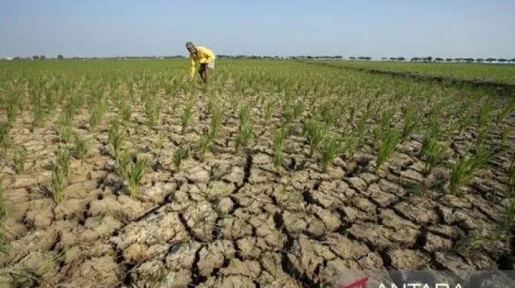 El Nino Makin Kuat, Indonesia Harus Waspada Sekarang