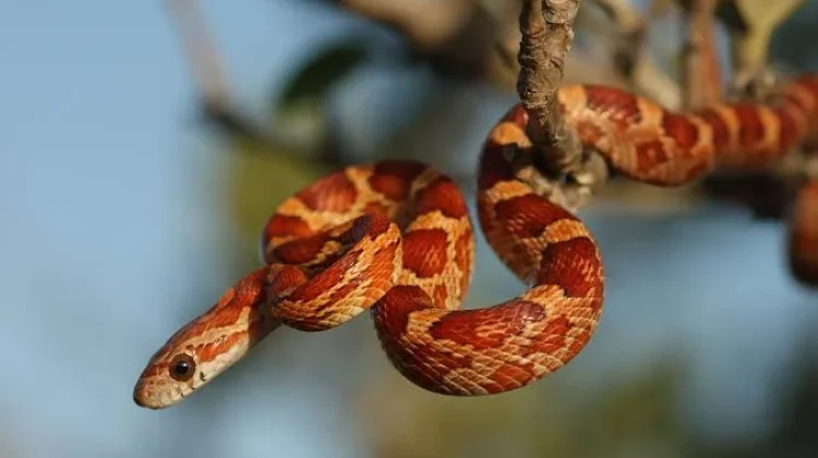 Mengenal Corn Snake, Ular Cantik Tak Berbisa yang Populer sebagai Hewan Peliharaan