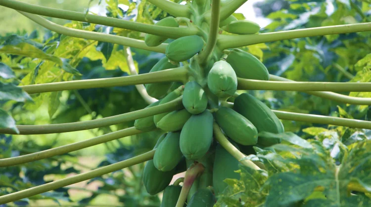 Fungsi dan Khasiat Getah Buah Pepaya