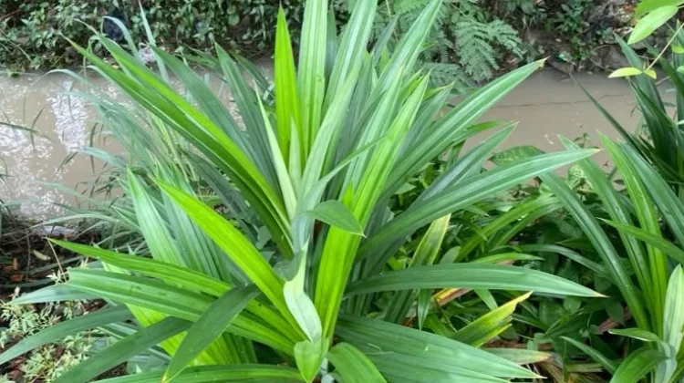 Daun Pandan sebagai Pewarna dan Penambah Aroma Olahan Kue