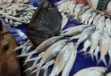 Ikan Bandeng Kaya Nutrisi, Ahli Gizi Anjurkan Konsumsi Rutin