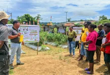 Farmers Field Day Tomat Tingkatkan Produktivitas Petani