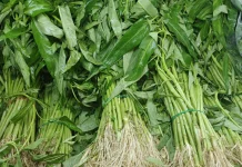 Fakta atau Mitos Makan Sayur Kangkung Membuat Mengantuk