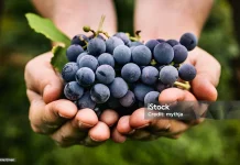 Manfaat Buah Anggur Hitam untuk Kesehatan