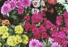 Bunga Krisan Cantik dan Bermanfaat