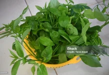 Konsumsi Sayuran Ini untuk Membantu Produksi ASI