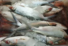 Ciri-ciri Ikan yang Segar