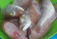 Tips Menjaga Kesegaran Ikan di Rumah