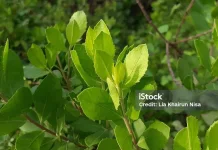 Cara Alami Atasi Bau Badan dengan Daun Beluntas