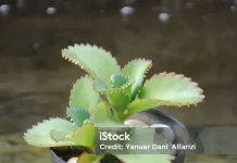 Manfaat Daun Cucur Bebek untuk Kesehatan Tubuh