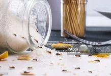 Kenapa Semut Suka Makanan Manis? Ini Penjelasannya