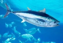 Ikan yang Bisa Mati jika Berhenti Berenang