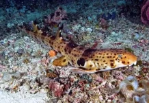 Ikan Berjalan yang  Bisa Kamu Temui di Papua