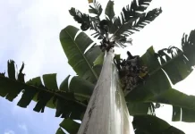 Keajaiban alam di Papua