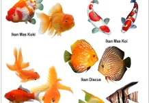 Cara memilih ikan hias yang sehat