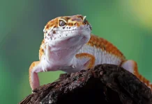 Panduan Seru Memulai Hobi Pelihara Reptil bagi Pemula