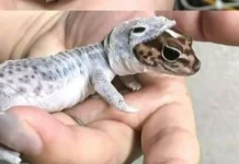 Mengapa Reptil Harus Berganti Kulit Secara Berkala?