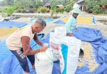Begini Kendala Petani Padi di SP 2 Manokwari