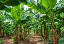 Emas Hijau Nusantara, Menggali Potensi dari Setiap Jengkal Pohon Pisang