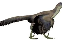 Fosil 66 Juta Tahun Ungkap Burung Modern Pertama