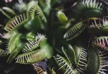 Mengenal Lebih Dekat Venus Flytrap