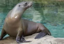 Kehidupan Rahasia Singa Laut di Balik Lautan dalam