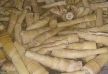 Rebung Sehat untuk Tubuh Optimal