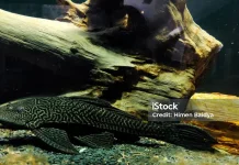 Fakta Ikan Sapu-Sapu dan Apakah Aman Dikonsumsi