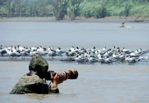 Mengapa hewan liar sering terlihat akrab dengan fotografer wildlife ?