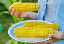 Manfaat Mengonsumsi Jagung: Sehatkan Usus dan Tubuh