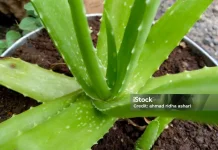 4 lidah buaya cara memutihkan kulit dan wajah