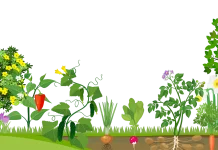 Menemukan Kedamaian Melalui Hobi Berkebun