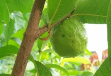 6 Manfaat Jambu Biji bagi Kesehatan Tubuh