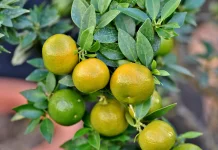 Tujuh Segudang Manfaat Buah Jeruk untuk Kesehatan