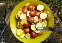Mengenal Jengkol Buah Khas Kaya Manfaat dan Risikonya