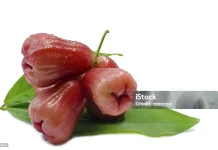Buah Jambu Air, Ketahui Kandungan Nutrisi dan Manfaatnya bagi Kesehatan