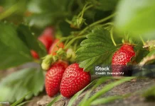 Manfaat Buah Stroberi untuk Ibu Hamil dan Janin