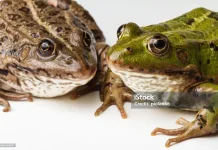 Katak Vs Kodok, Kenali Perbedaannya