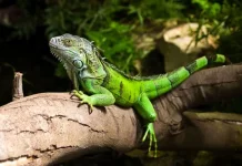 Reptil Unik yang Bisa Hidup Puluhan Tahun