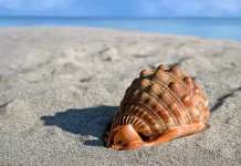 Hewan Bercangkang Dunia dengan Fakta Evolusi Menakjubkan