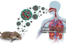 Waspada Hantavirus, Virus Langka Dari Tikus