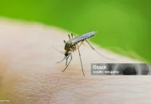 Malaria Monyet, Penyakit Yang Perlu Diwaspadai