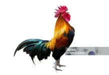 Kenapa Ayam Berkokok di Pagi Hari? Ini Penjelasannya